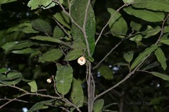 Phaeanthus malabaricus